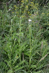 Cirsium × rigens