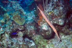 Aulostomus maculatus