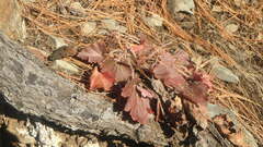 Heuchera richardsonii