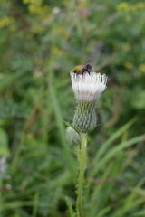 Cirsium × rigens