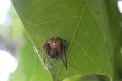 Eriophora ravilla