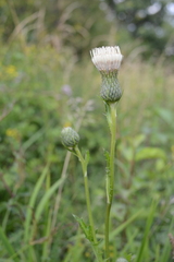 Cirsium × rigens