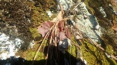 Heuchera richardsonii