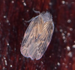 Achilidae
