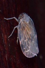 Achilidae