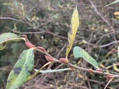 Salix pedicellata