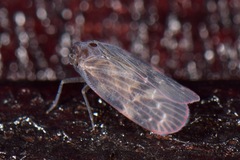 Achilidae