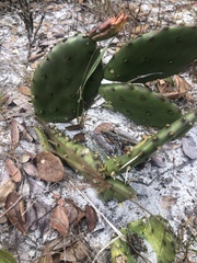 Opuntia mesacantha