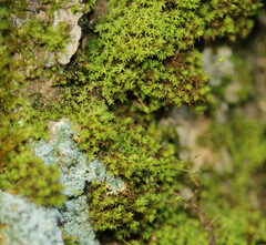 Zygodon viridissimus