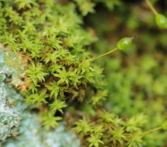 Zygodon viridissimus