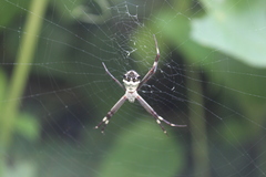 Argiope argentata