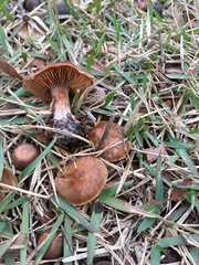 Cortinarius distans