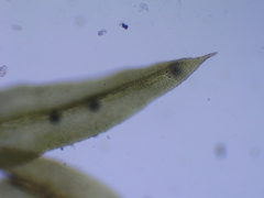Zygodon viridissimus
