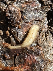 Chrysomya rufifacies