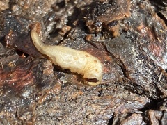 Chrysomya rufifacies