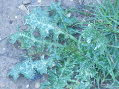 Carduus pycnocephalus