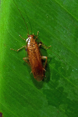 Neoblattellini