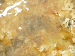 Aplidium glabrum