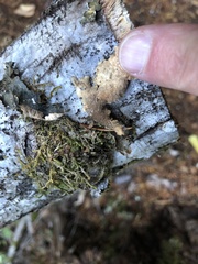 Lobaria anomala
