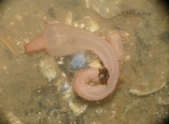 Leptosynapta inhaerens