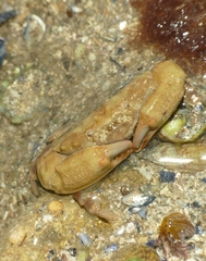 Xantho hydrophilus
