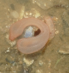 Leptosynapta inhaerens