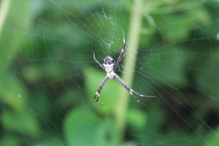 Argiope argentata
