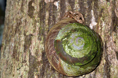 Caracolus caracolla