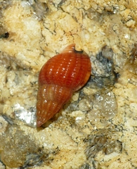 Tritia incrassata
