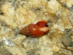 Tritia incrassata