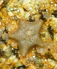 Asterina gibbosa