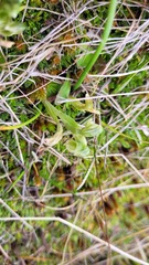 Pterostylis tanypoda