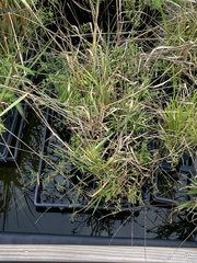 Panicum repens