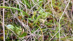 Pterostylis tanypoda