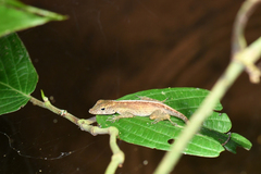 Anolis gundlachi