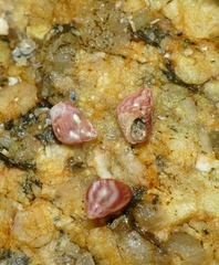 Tricolia pullus