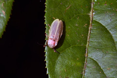 Photinus marginellus