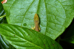 Anolis krugi