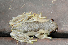 Litoria balatus