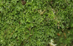 Pseudisothecium myosuroides