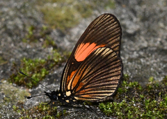 Castilia perilla