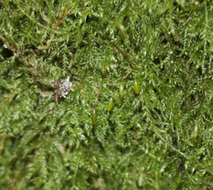 Pseudisothecium myosuroides