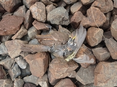 Myiozetetes cayanensis