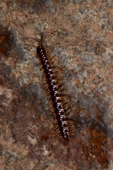Myriapoda