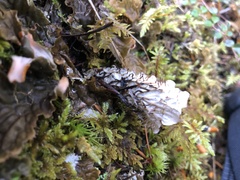 Peltigera neopolydactyla