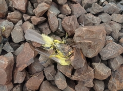 Myiozetetes cayanensis