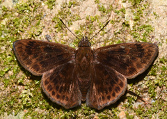 Pachyneuria lineatopunctata