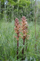 Orobanche lutea