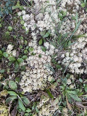 Pseudognaphalium obtusifolium