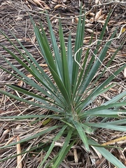 Yucca gloriosa